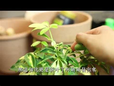 鴨腳木|鴨腳木的魅力與養護全攻略 – 植物盆栽綠寶典